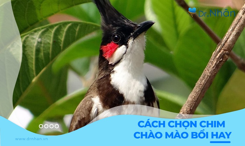 Cách chọn chim chào mào bổi cực hay bạn nên biết