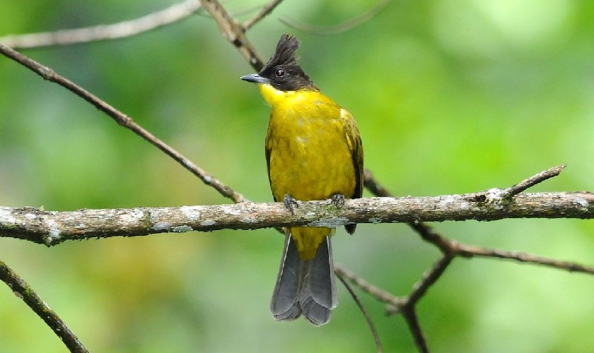 Bạn nên chọn chim chào mào bổi có phần đuôi dài vừa phải