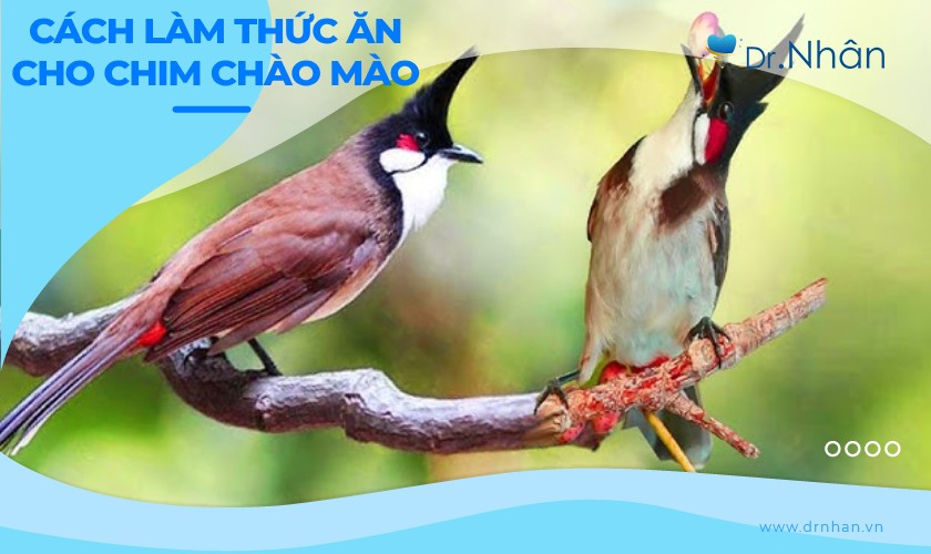 Cách làm thức ăn cho chim chào mào tại nhà