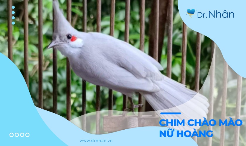 Cách nuôi chim chào mào nữ hoàng quý hiếm