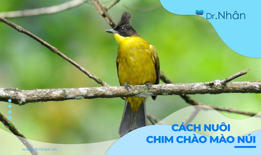 Cách nuôi chim chào mào núi thành công