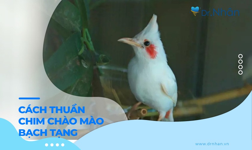 Cách thuần chim chào mào bạch tạng thành công