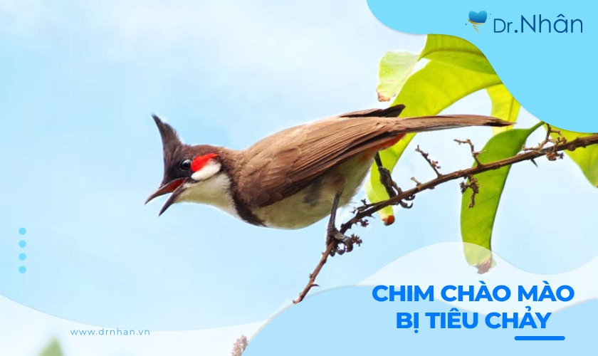 Cách trị bệnh cho chim chào mào bị tiêu chảy