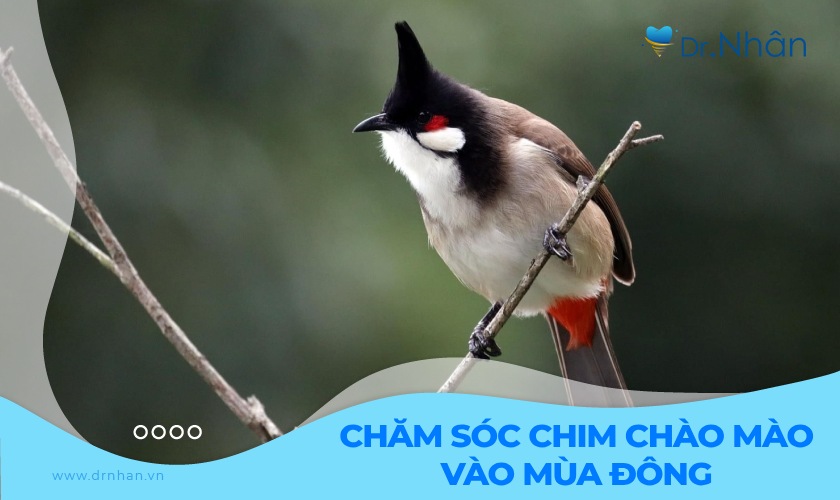 cách chăm sóc chim chào mào khỏe mạnh vào mùa đông