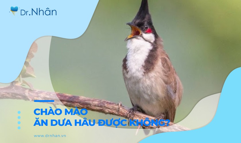 Chào mào ăn dưa hấu được không? Các loại trái cây thích ăn