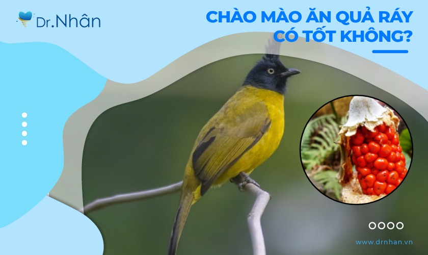 Chào mào ăn quả ráy có tốt không?