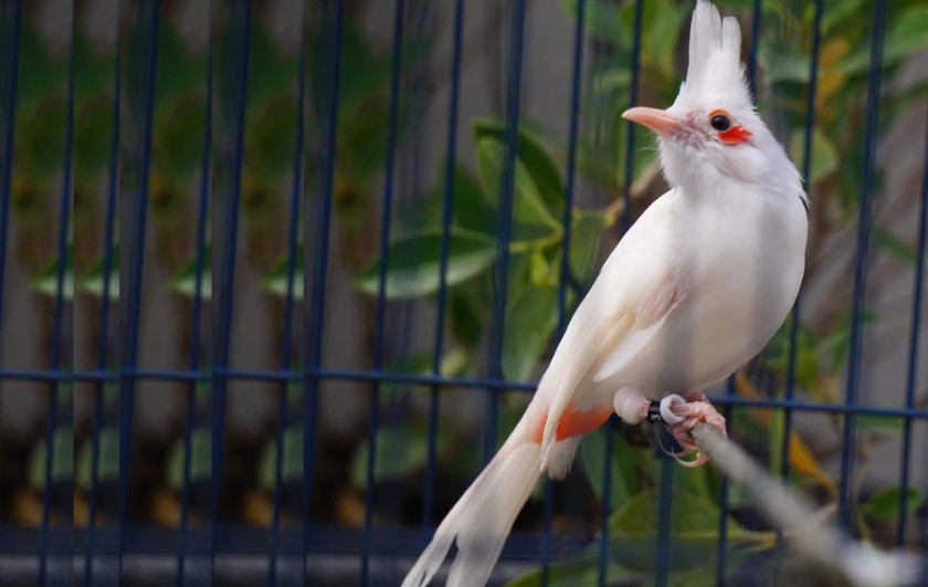 Làm cầu phù hợp cho chim chào mào