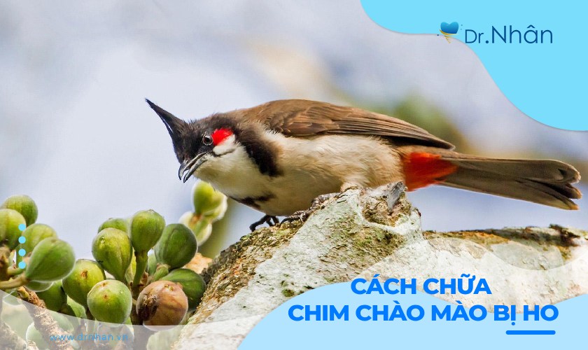 Kinh nghiệm chữa bệnh cho chim chào mào bị ho hiệu quả