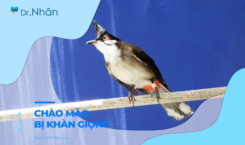 Chào mào bị khàn giọng: Nguyên nhân và cách điều trị