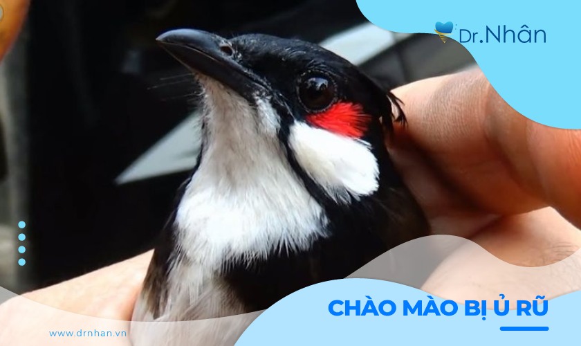 Chào mào bị ủ rũ: Nguyên nhân và cách chăm sóc