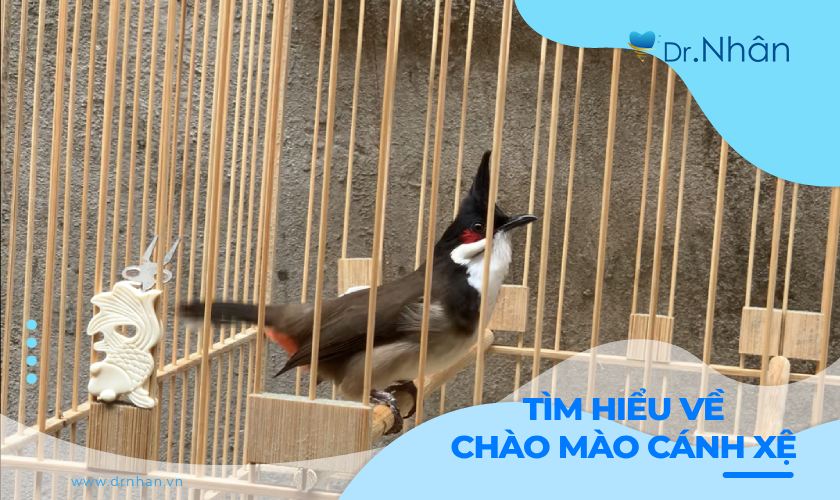 Tìm hiểu về loài chim đặc biệt - Chào mào cánh xệ