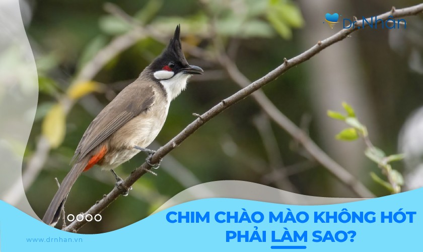 Tại sao chào mào không hót? Cách khắc phục như thế nào?