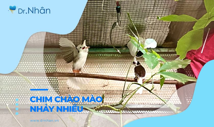 Chào mào nhảy nhiều có sao không?