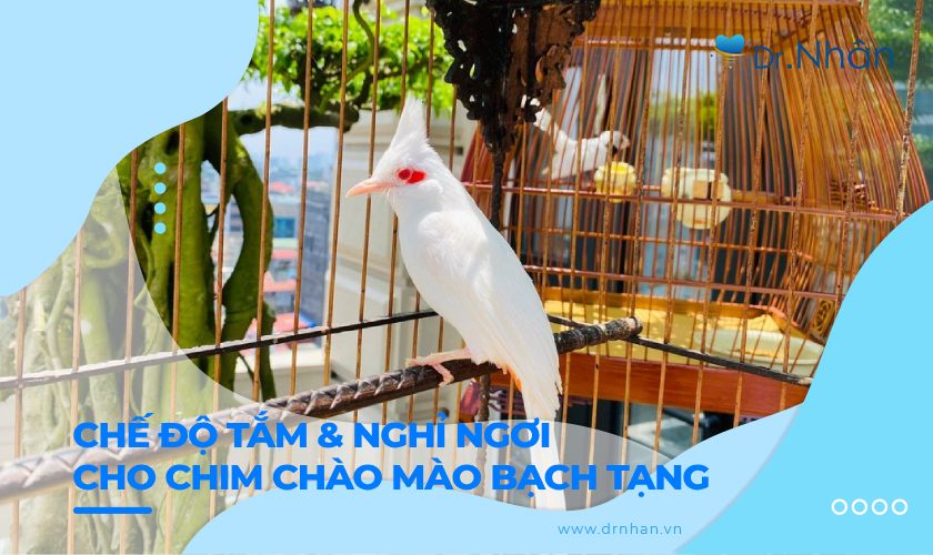 Chế độ tắm và nghỉ ngơi cho chim chào mào bạch tạng