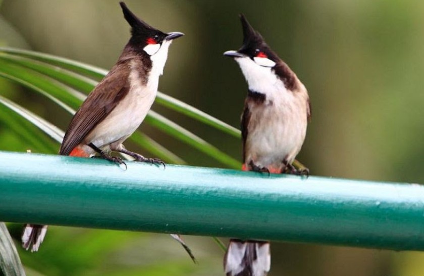 Cách thuần chim chào mào bổi