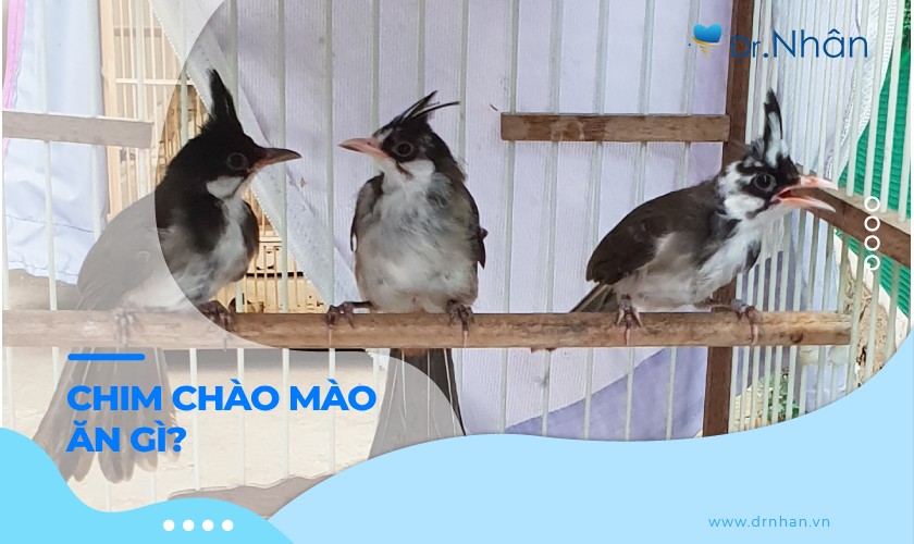 Nên cho chim chào mào ăn gì để căng lửa, hót hay?