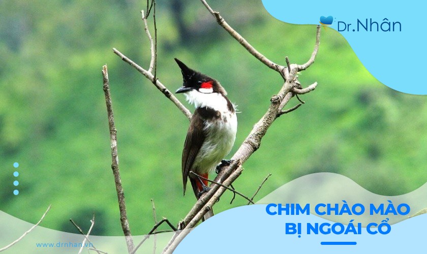 Cách chữa chim chào mào bị ngoái cổ hiệu quả