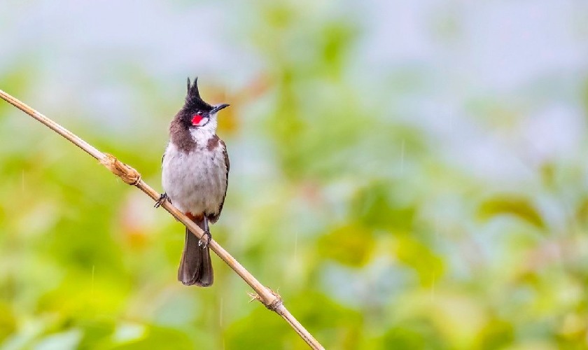 Chim chào mào bị ngoái cổ do rất nhiều nguyên nhân