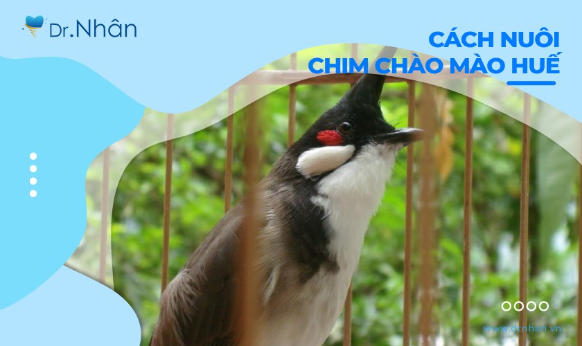 Chia sẻ cách nuôi chim chào mào Huế