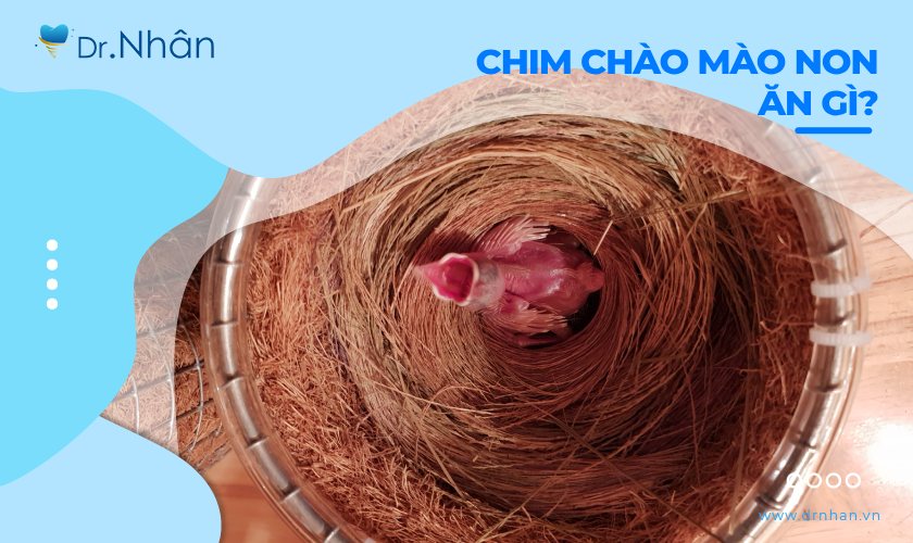 Chim chào mào non ăn gì? Chăm sóc như thế nào?