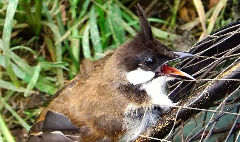 Luyện hót cho chim chào mào