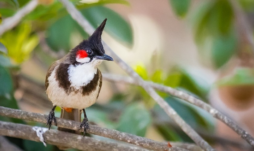 Chim chào mào có thể bị yếu lửa sau quá trình thay lông