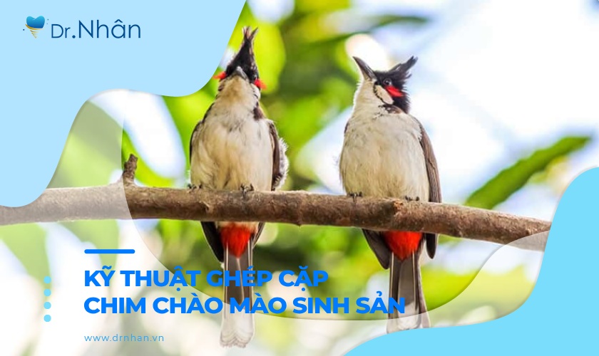 Kỹ thuật ghép cặp chim chào mào sinh sản