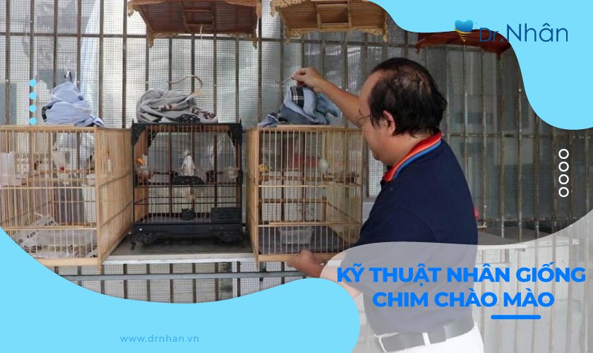 Kỹ thuật nhân giống chim chào mào