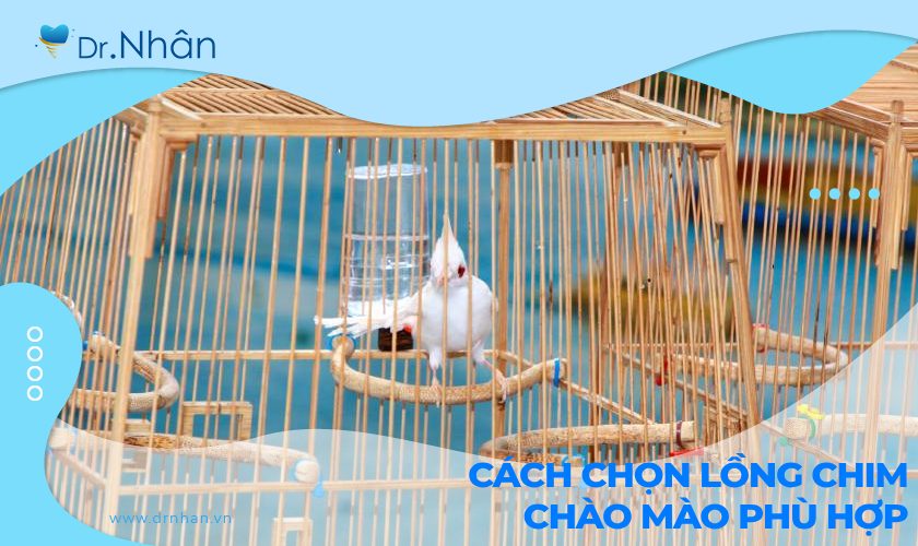 Cách chọn lồng chim chào mào phù hợp