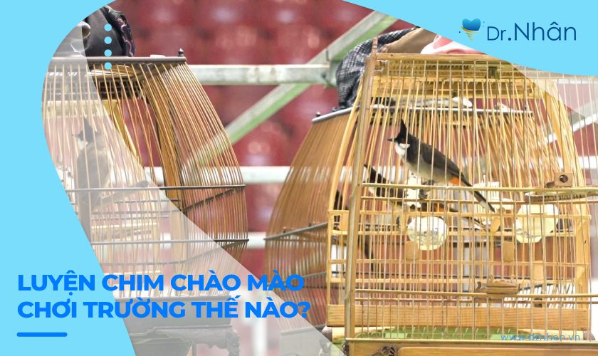 Rèn luyện chim chào mào để chơi trường như thế nào?