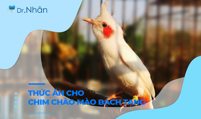 Thức ăn cho chim chào mào bạch tạng tốt nhất