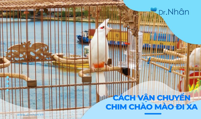 Cách vận chuyển chim chào mào đi xa an toàn