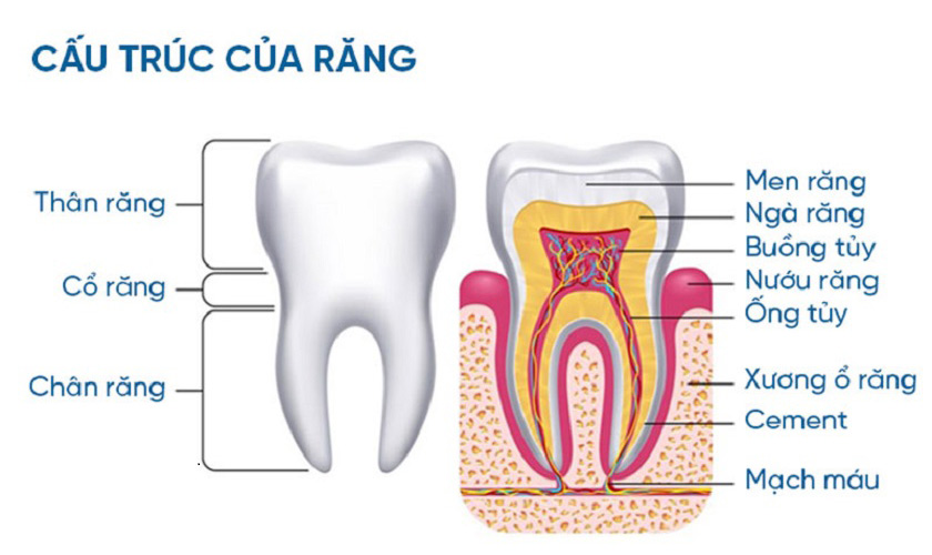 Cấu tạo chi tiết của răng