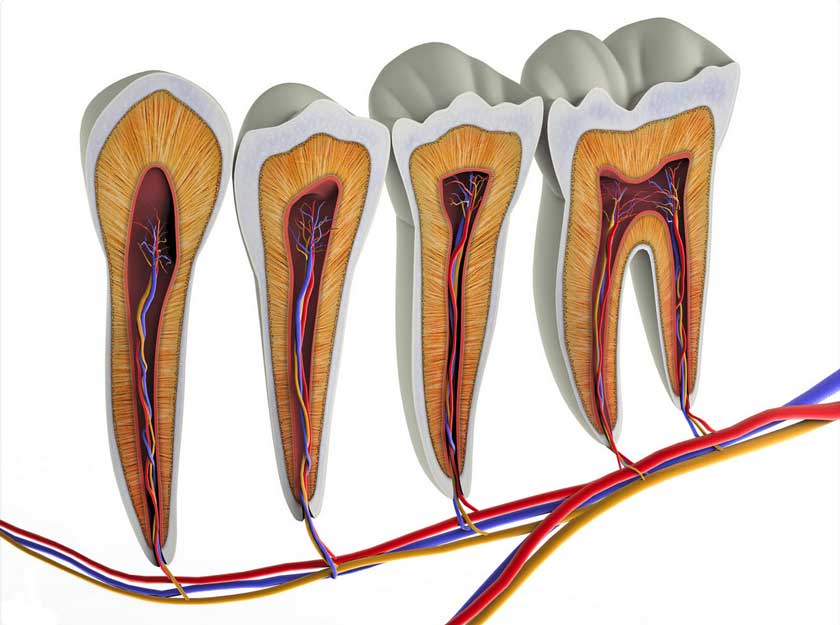 Tủy răng chứa các hệ thống dây thần kinh và mạch máu, được bảo vệ bởi men răng và ngà răng